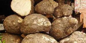 Fresh Yam