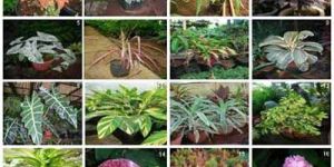 Horticulture Plants