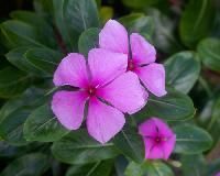 Vinca Rosea
