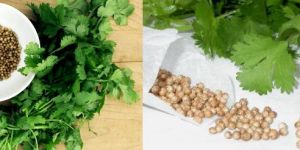 Coriander