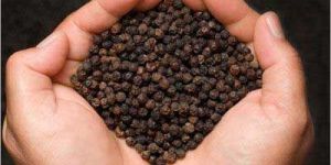 Black Pepper Seeds