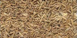 Cumin Seeds