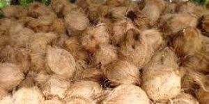 Fully Husked Coconut