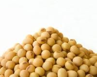 Soya Bean