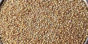 Sorghum Seeds
