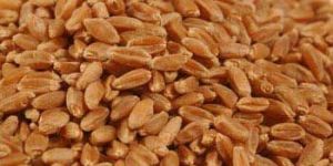 Wheat Grain