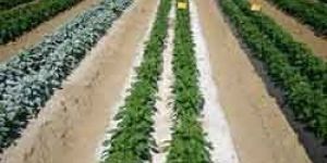 Agriculture Mulching Sheets