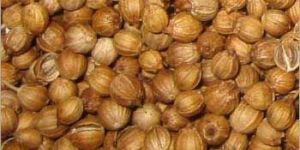 Coriander Seeds