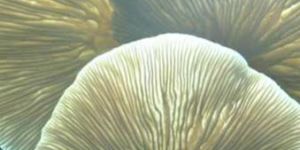 Dried Oyster Mushroom