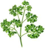 Parsley Seed Oil
