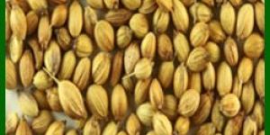Coriander Seeds