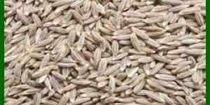 Cumin Seed