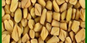 Fenugreek Seed
