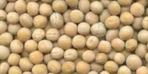 Yellow Peas