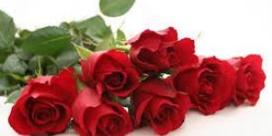 Fresh Red Rose Flowers