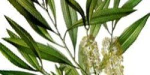 Tea Tree Oil