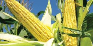 Yellow Corn, Agricultural Products