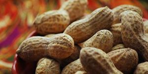 Indian Ground nut Suppliers in India - Alram Exports