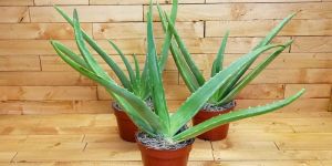 Aloe Vera Plant