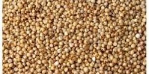 Sorghum Seeds