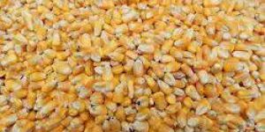 Yellow Maize Seeds