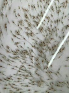 Vannamei Shrimp Seeds