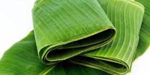 Fresh Banana Leaves