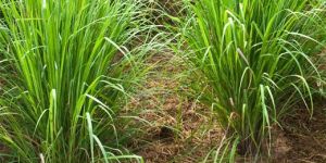 Lemongrass Oil Natural