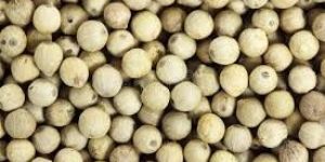 White Pepper Seeds