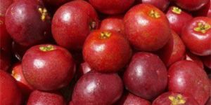 Kokum