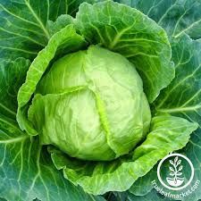 Cabbage