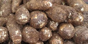 Colocasia Root