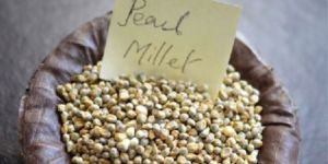 Pearl Millet