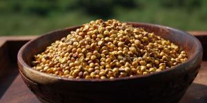 Sorghum Seeds