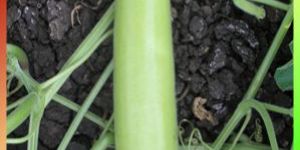 Bottle Gourd