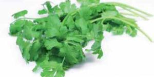 Coriander