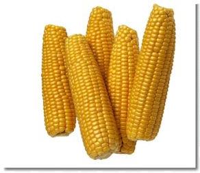 Maize