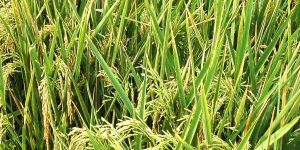 1121 White Sella Rice