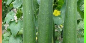 Sponge Gourd