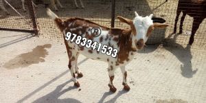 Barbari Goat