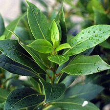 Essential Bay Leaf Oil