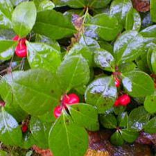 Wintergreen