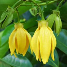 Ylang Ylang