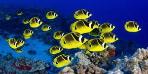 Aqua Feed Supplement