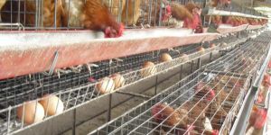 Poultry Feed Supplements