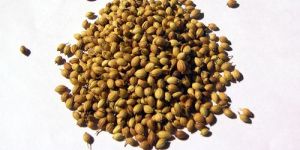 Coriander