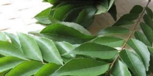 Curry Leaf