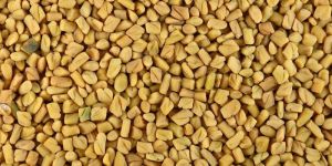 Fenugreek