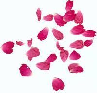 Flower Petals
