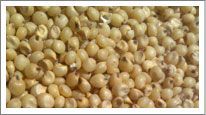 Sorghum
